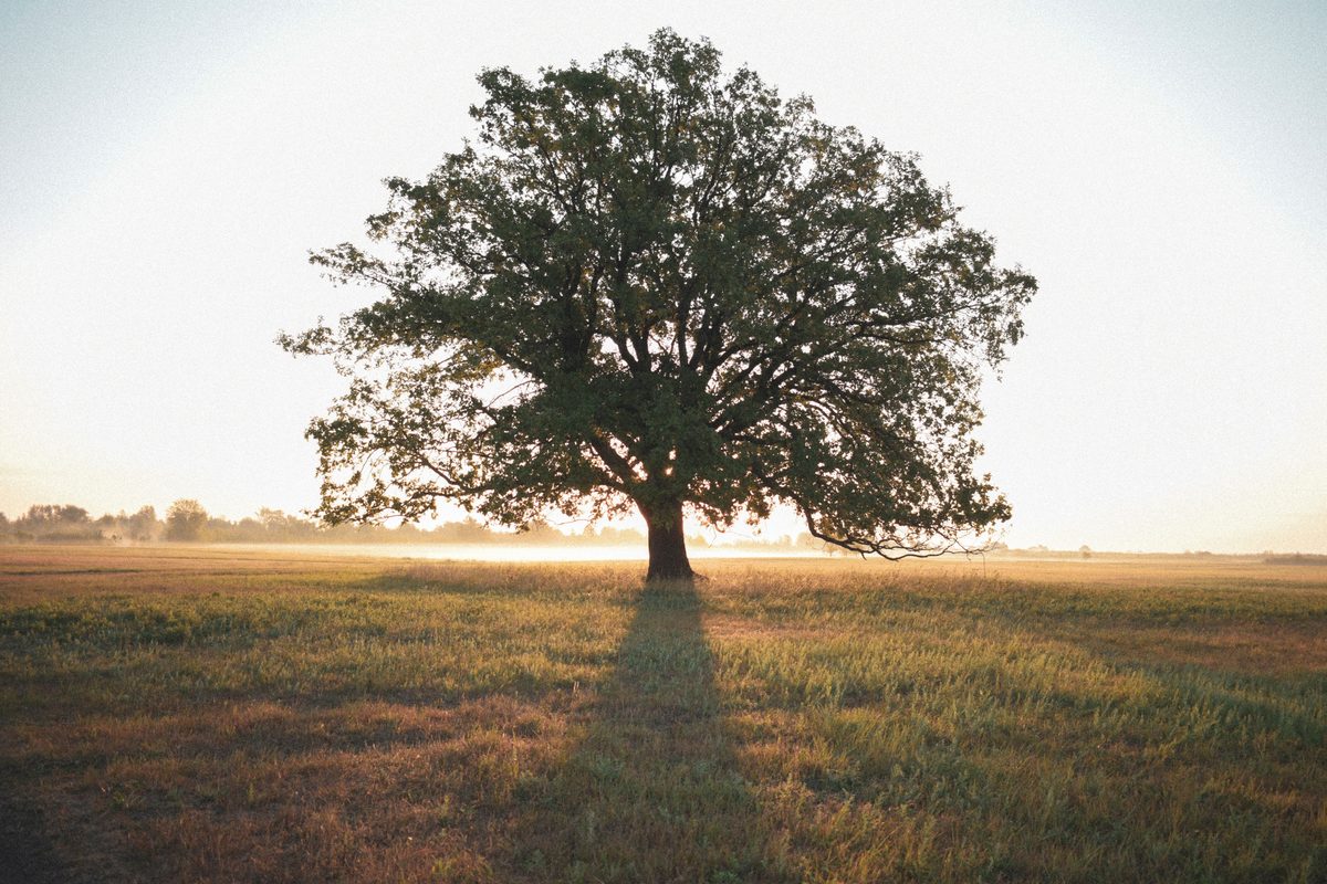 An ancient olive tree with intertwined branches, symbolising family lineage